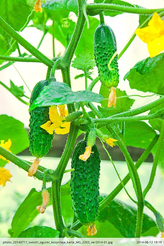 Огурец Козырная карта F1 0,25 гр цв.п.